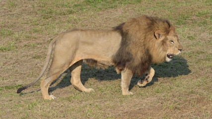 Male lion with a beautiful mane walking. 