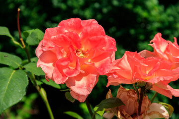 Beautiful pink roses on flower bed in a garden