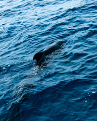 Fototapeta premium dauphin à la surface