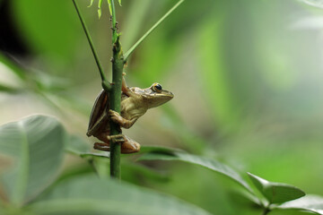Java flying frog or Javan tree frog, is a species of frog endemic to Java, Indonesia.