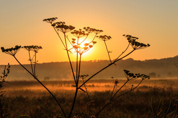 Obraz premium Silhouette of wildflower against rising sun. Beautiful sunrise over a meadow with wildflowers at summer