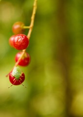 Green shield bug,Palomena prasina,Green shield bug perched on the plant