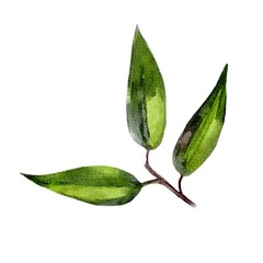 green leaves isolated on white background