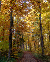 Obraz premium autumn in the forest