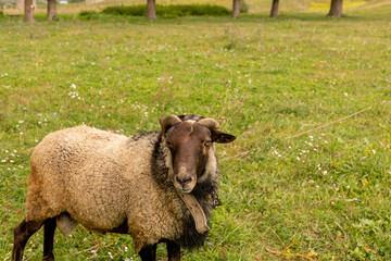 The ram grazes in the meadow. Small ruminants in the field. Livestock grazing. Livestock raising. Animal.