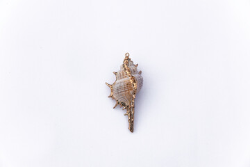 frayed seashell isolated on white background natural seashells beautiful beach shell collecting seashells from the sea