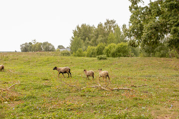 Three lambs graze in the meadow. Small ruminants in the field. Livestock grazing. Livestock raising. Animal.