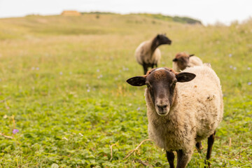 Fototapeta premium The ram grazes in the meadow. Small ruminants in the field. Livestock grazing. Livestock raising. Animal.