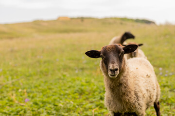 Fototapeta premium The ram grazes in the meadow. Small ruminants in the field. Livestock grazing. Livestock raising. Animal.