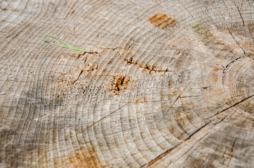 Fototapeta premium Cross section of the trunk with growth rings.