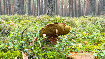 Pine forest with mushrooms and moss