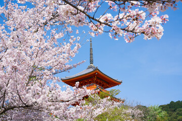 京都　清水寺の三重塔と桜