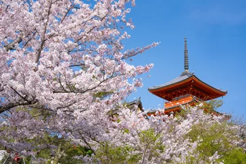 Foto op Plexiglas 京都　清水寺の三重塔と桜 © Route16