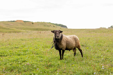 Fototapeta premium The ram grazes in the meadow. Small ruminants in the field. Livestock grazing. Livestock raising. Animal.