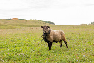The ram grazes in the meadow. Small ruminants in the field. Livestock grazing. Livestock raising....