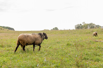 Obraz premium The ram grazes in the meadow. Small ruminants in the field. Livestock grazing. Livestock raising. Animal.