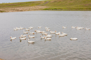 White geese swim in the water. Domestic birds. Poultry farm. Natural summer concept.