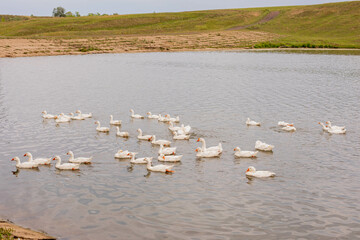 White geese swim in the water. Domestic birds. Poultry farm. Natural summer concept.