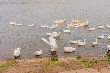 White geese swim in the water. Domestic birds. Poultry farm. Natural summer concept.