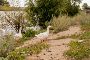 White geese walk on the ground near the barn. Domestic birds. Poultry farm. Natural summer concept.