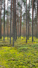 Pine forest with mushrooms and moss