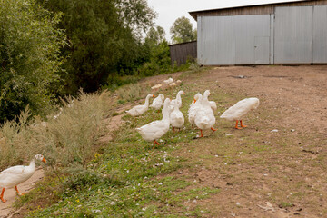 White geese walk on the ground near the barn. Domestic birds. Poultry farm. Natural summer concept.