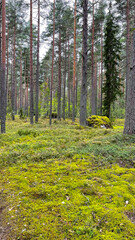 Pine forest with mushrooms and moss