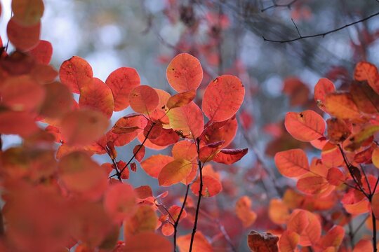 foglie di scotano in autunno