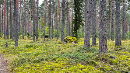 Pine forest with mushrooms and moss