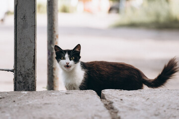 homeless cat wants to eat