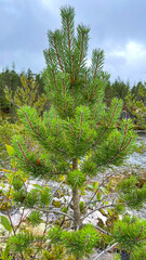 Islands with forest and rocks on Lake Ladoga