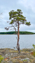 Islands with forest and rocks on Lake Ladoga