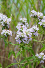 Fototapeta na wymiar Mountain Mint (Pycnanthemum pilosum) herb plant