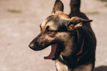 portrait of a street dog, homeless animals