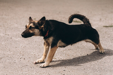 portrait of a street dog, homeless animals