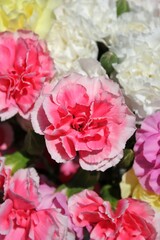 Bouquet of fresh pink and white carnations.
