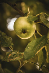 Zielone jabłko  - obrazy, fototapety, plakaty