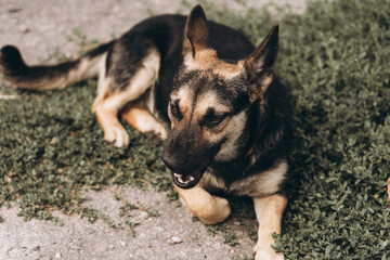 portrait of a street dog, homeless animals