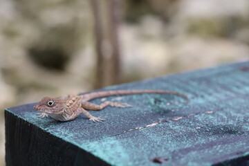 lizard
