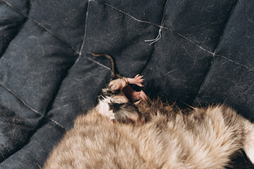 mother cat and newborn kittens, the process of giving birth to a new life