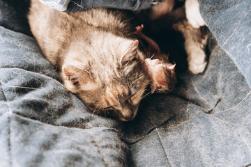 mother cat and newborn kittens, the process of giving birth to a new life