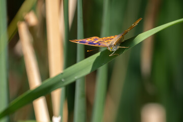 Ein Schmetterling auf einen Schilfgrashalm