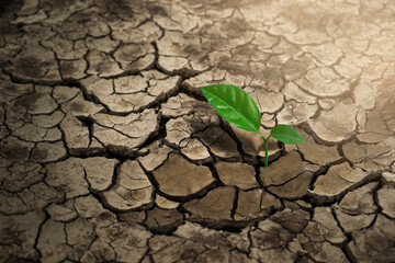 Broken soil in arid areas, with trees growing in arid areas, global warming.