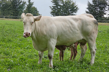 Fototapeta na wymiar mother cow with calf on pasture, happy animals
