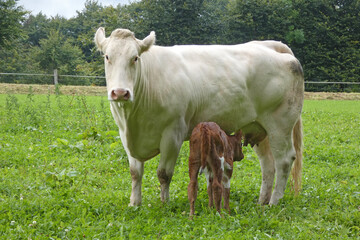 mother cow with calf on pasture, happy animals