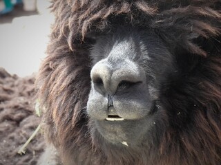 [Peru] Close up of long-haired black alpaca mouth (Vinicunca mountain (Rainbow Mountain))　
