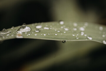 raindrops on leaves, closeup, natural background, macro