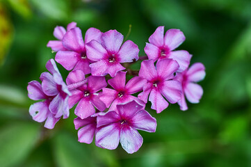 Obraz premium Pink Phlox flower - genus of flowering herbaceous plants.