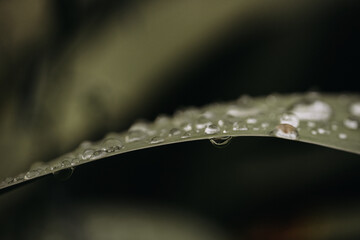 raindrops on leaves, closeup, natural background, macro