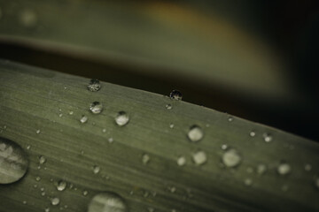 raindrops on leaves, closeup, natural background, macro